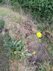 Helminthotheca echioides