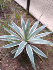 Agave