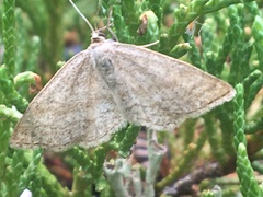 Scopula frigidaria