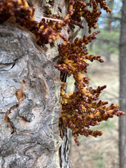 Arceuthobium vaginatum