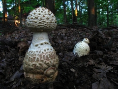 Amanita rhopalopus