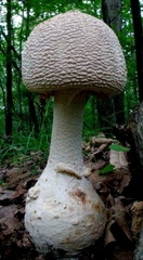 Amanita rhopalopus