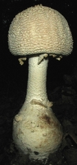 Amanita rhopalopus