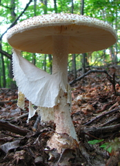 Amanita rhopalopus
