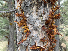 Arceuthobium vaginatum