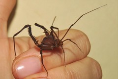 Discocyrtanus pertenuis