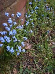 Myosotis sylvatica