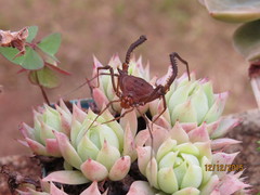 Discocyrtanus pertenuis