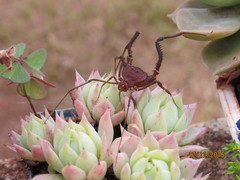 Discocyrtanus pertenuis