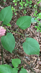 Tilia americana caroliniana