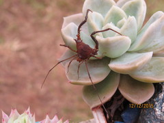 Discocyrtanus pertenuis