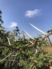 Vachellia karroo