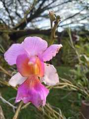 Papilionanthe