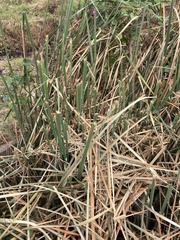 Typha