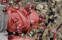Chorizanthe leptotheca