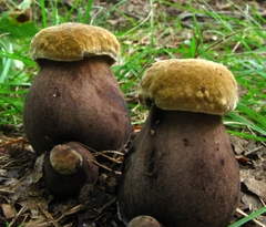 Tylopilus atronicotianus