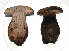 Tylopilus atronicotianus