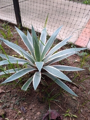 Agave