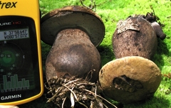 Tylopilus atronicotianus