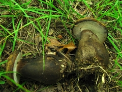 Tylopilus atronicotianus