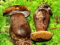 Tylopilus atronicotianus
