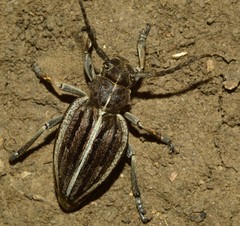 Dorcadion holosericeum