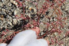 Chorizanthe leptotheca