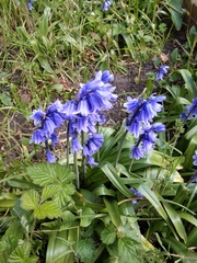 Hyacinthoides × massartiana