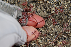 Chorizanthe leptotheca