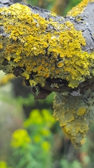 Xanthoria parietina