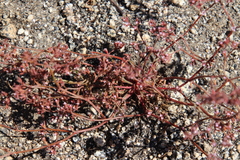 Chorizanthe leptotheca