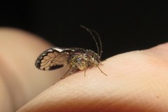 Ptiloneuridae