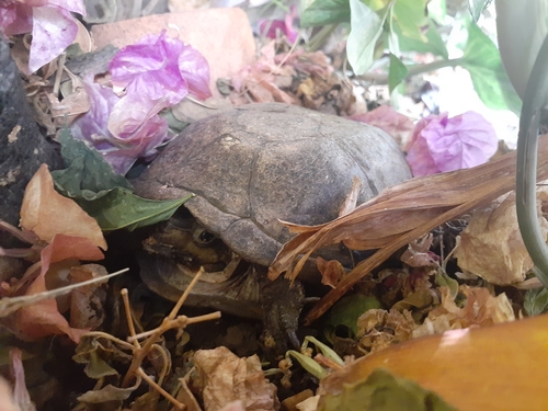 Mexican Mud Turtle, Zodiaco, Cuernavaca, Mor., México, photo 4 of 10