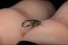 Ptiloneuridae