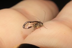 Ptiloneuridae