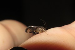 Ptiloneuridae