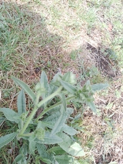 Helminthotheca echioides