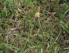 Carex hirta