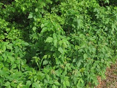 Toxicodendron radicans negundo