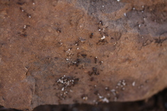 Pheidole capensis