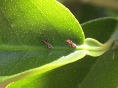 Diaphorina citri