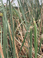 Typha