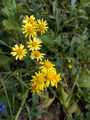 Senecio squalidus