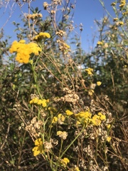 Nidorella hottentotica
