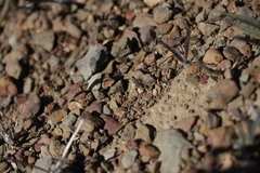 Ocymyrmex barbiger