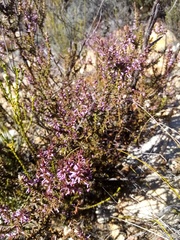 Muraltia juniperifolia