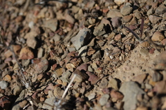 Ocymyrmex barbiger