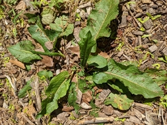 Rumex obtusifolius obtusifolius