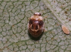 Clitostethus arcuatus