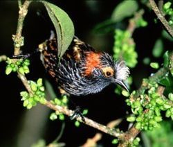 Palmeria